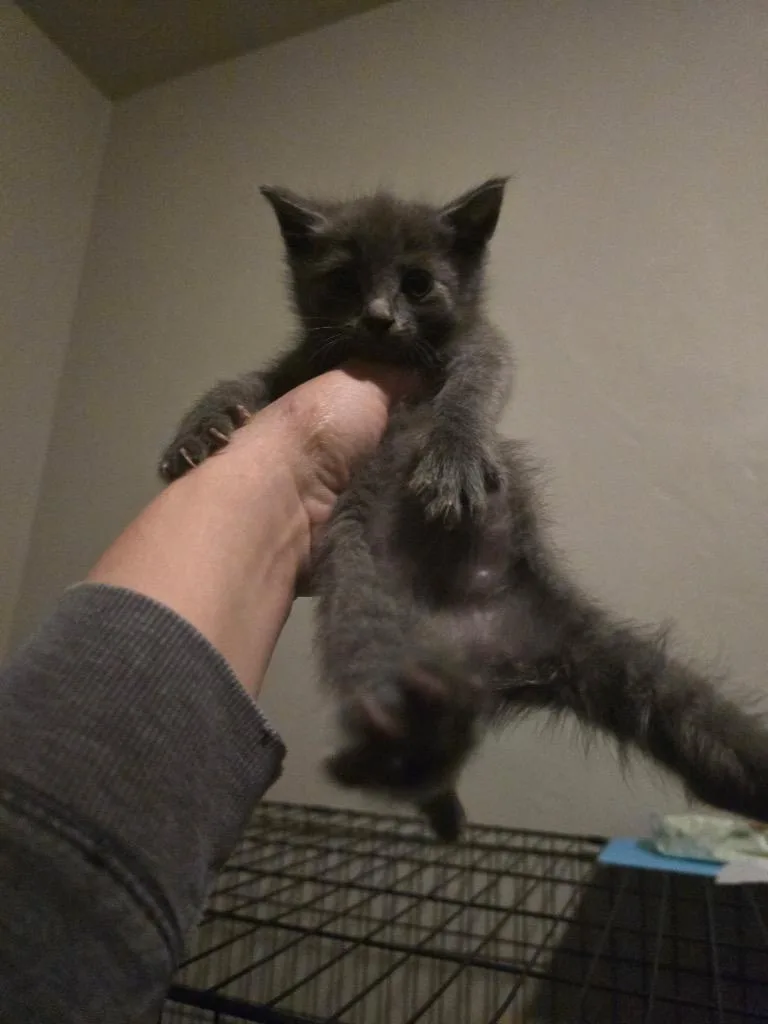A baby small-sized male Domestic Short Hair cat named Joey for adoption in Brookings, OR