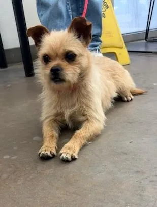 A young small-sized female Mixed Breed dog named Bailey for adoption in Dallas, TX