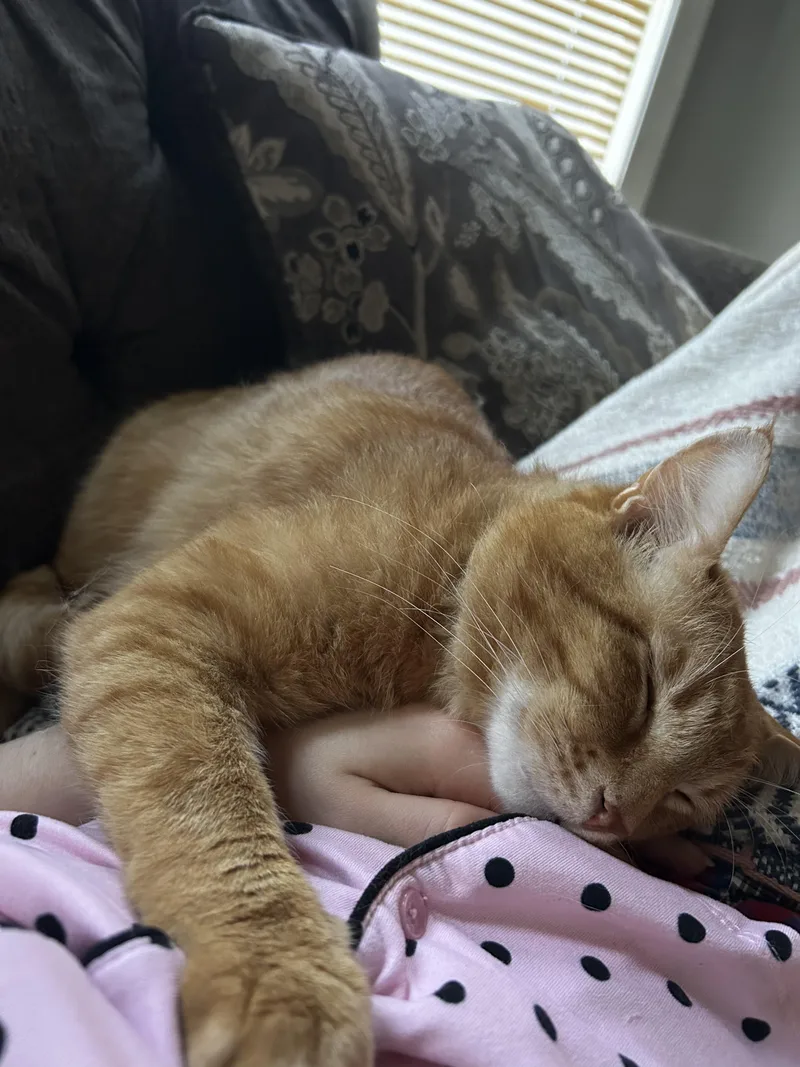 An adult medium-sized male Tabby (Orange / Red) Tabby cat named Garfield for adoption in Columbia, SC