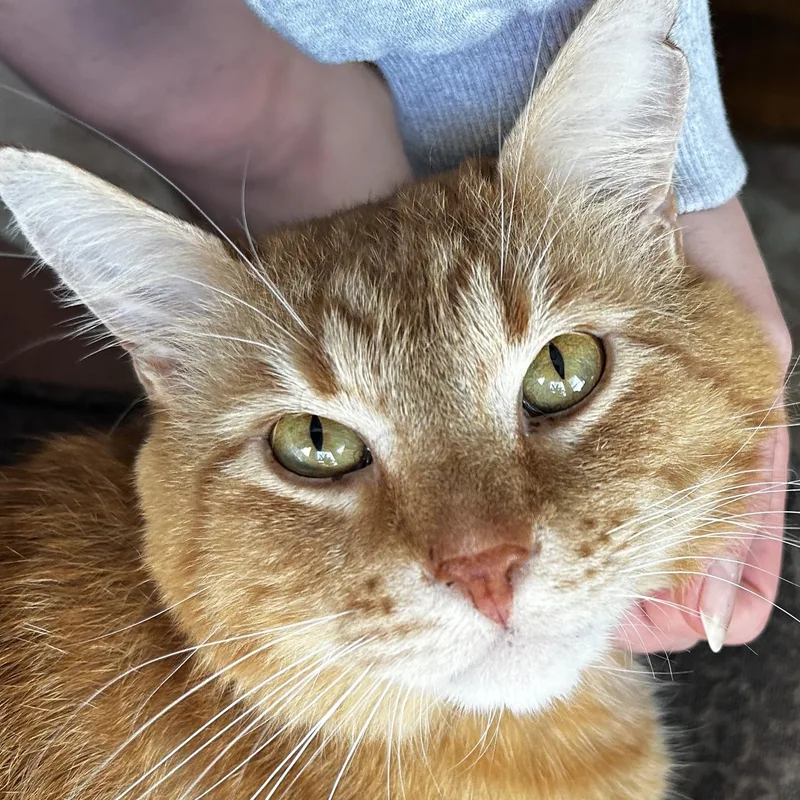 Garfield thumbnail 2
