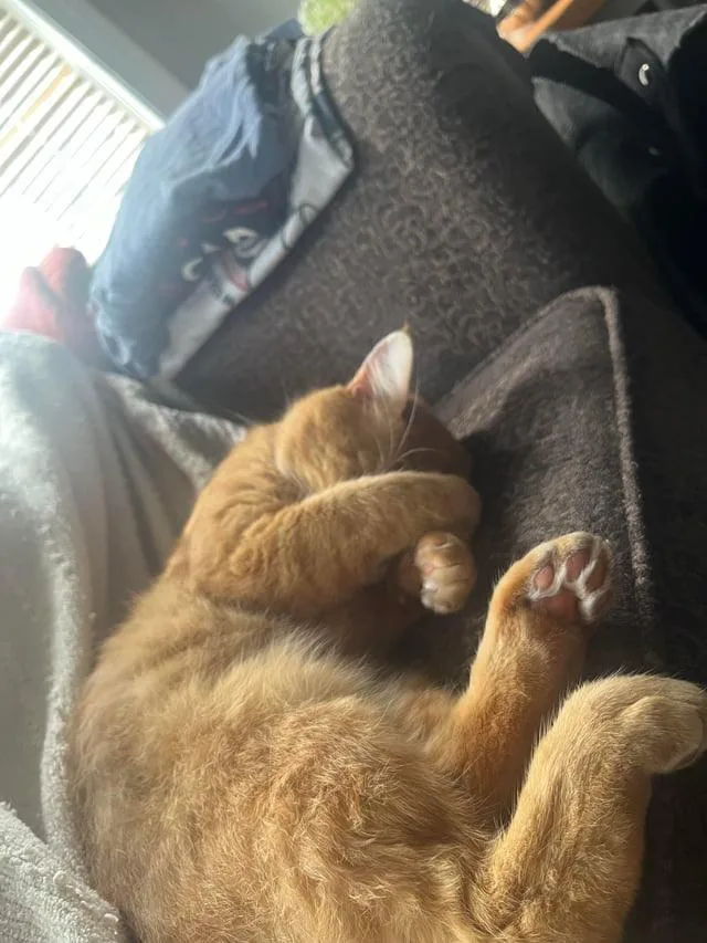 Garfield thumbnail 4
