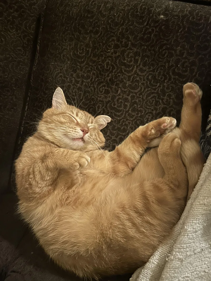 Garfield thumbnail 6