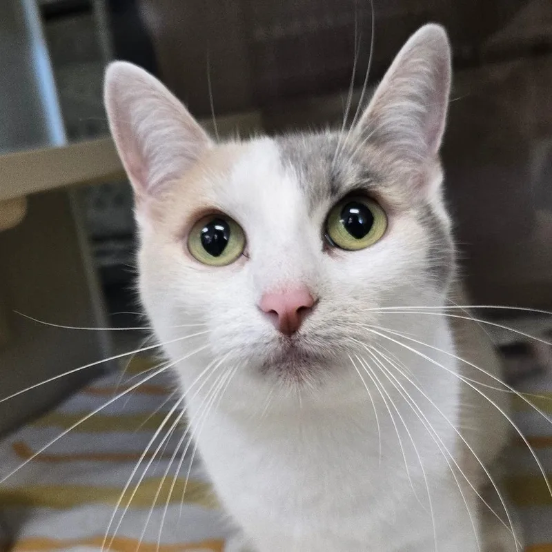 An adult medium-sized female Calico Domestic Short Hair cat named Ivywing for adoption in West Olive, MI