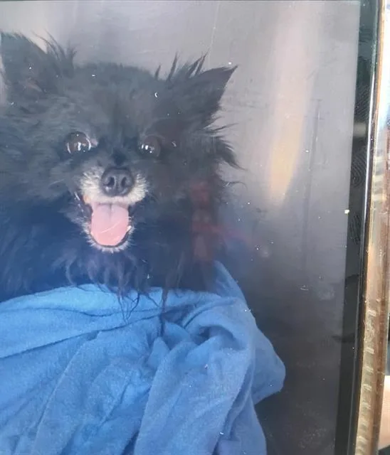 An adult small-sized female Mixed Breed dog named Muffin for adoption in Dallas, TX