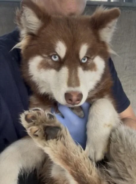 A young small-sized female Husky dog named Gypsy for adoption in Los Angeles, CA