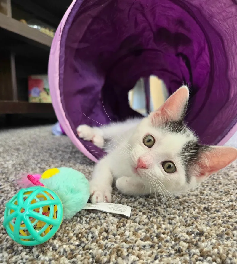 A baby small-sized female White Domestic Short Hair cat named Chickadee for adoption in Brighton, MI