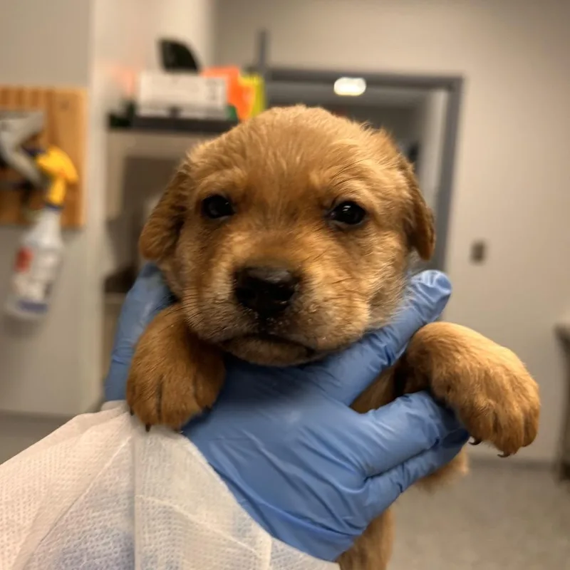 A baby small-sized female Mixed Breed dog named Dr. Pepper for adoption in Greenville, SC