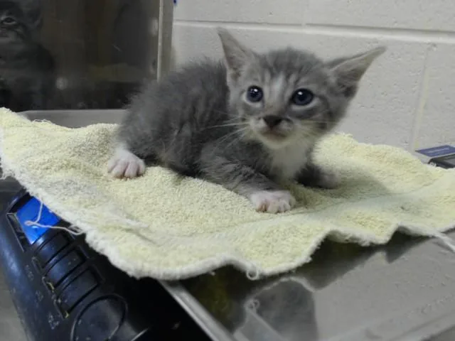 A baby small-sized male Domestic Short Hair cat named Blue for adoption in Fayetteville, NC