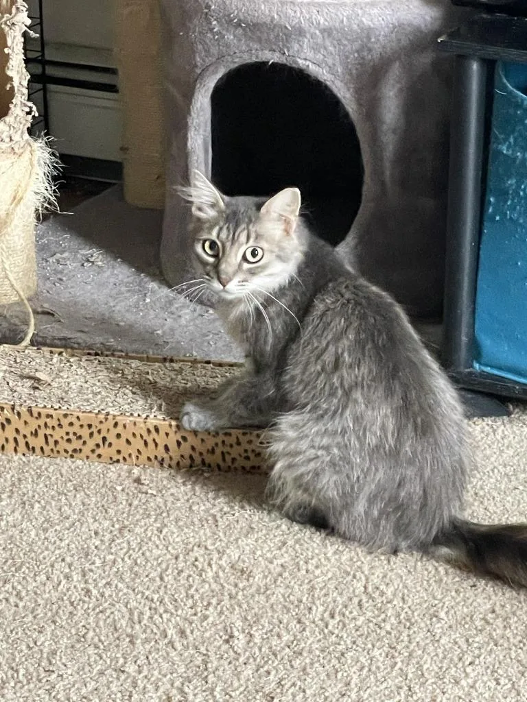 A young medium-sized female Domestic Short Hair cat named Esmerelda for adoption in St. Cloud, MN