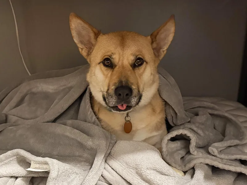 An adult large-sized female Yellow / Tan / Blond / Fawn Shepherd dog named Roo for adoption in Manhattan, KS