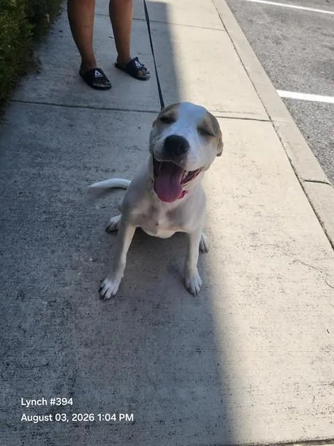 A young medium-sized female American Staffordshire Terrier dog named Maya May for adoption in San Antonio, TX