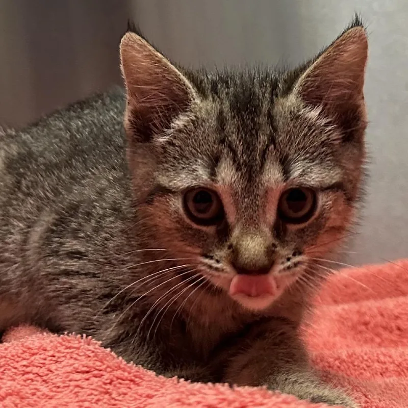 A baby small-sized female Domestic Short Hair cat named Jail Cell for adoption in Providence, RI