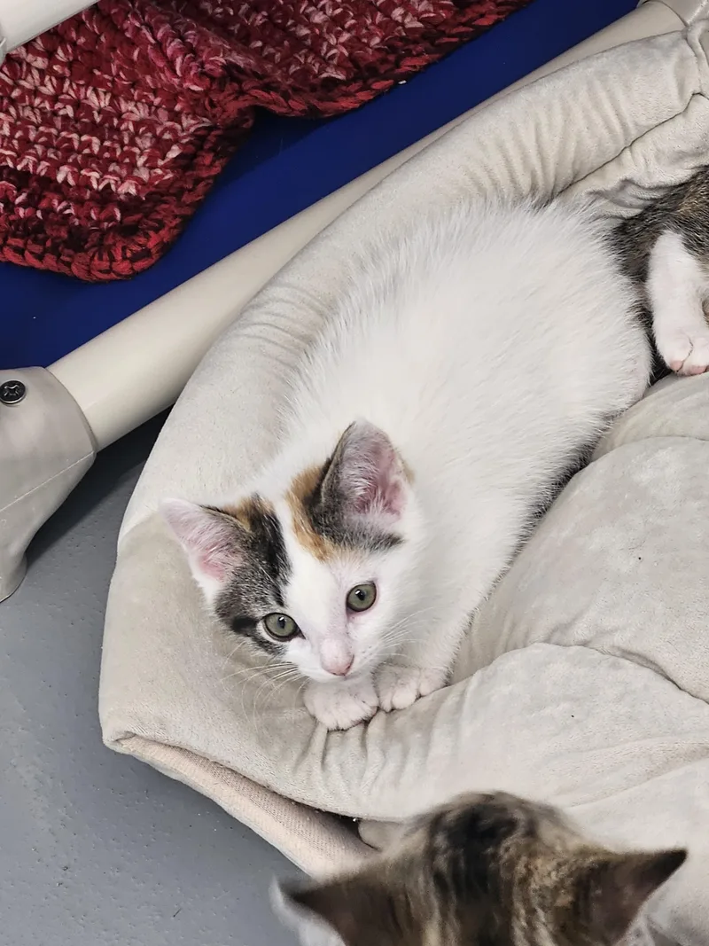 A baby small-sized female Calico Domestic Short Hair cat named Sookie for adoption in Kalamazoo, MI
