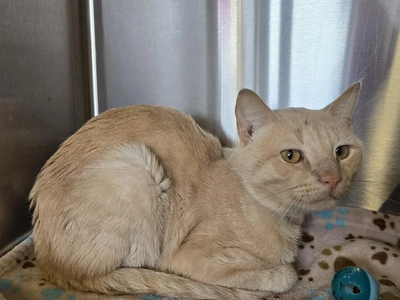 An adult large-sized male Tabby (Orange / Red) Domestic Short Hair cat named Claude for adoption in Dickson, TN