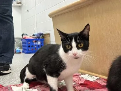 An adult medium-sized female Domestic Short Hair cat named Tux for adoption in Elmira, NY