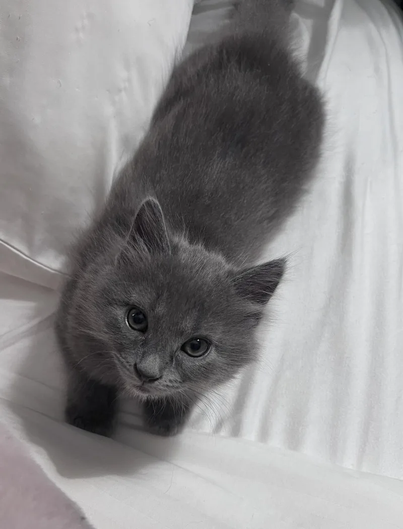 A baby small-sized female Domestic Medium Hair cat named Jade for adoption in Lockport, IL