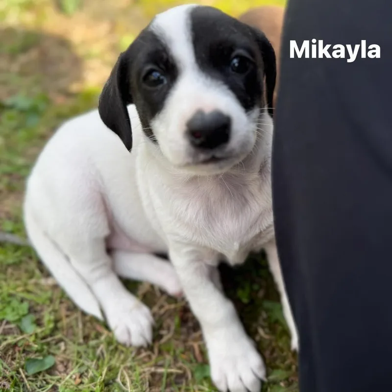 A baby small-sized female Black Beagle dog named Mikayla for adoption in Nanuet, NY