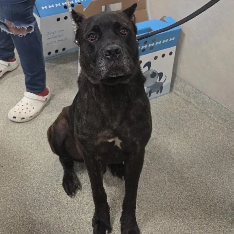 An adult large-sized male Brindle Mixed Breed dog named Goliath for adoption in Jacksonville, FL