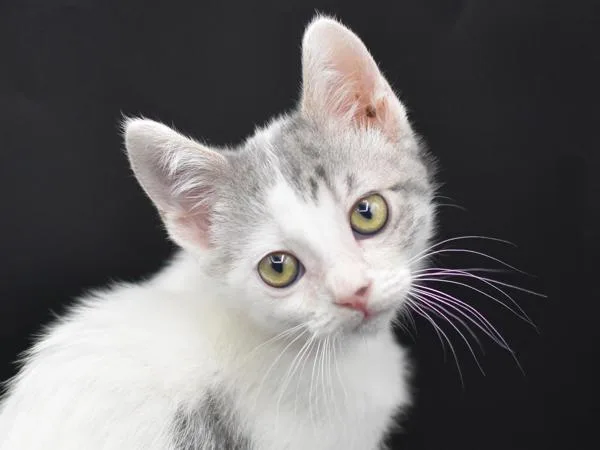 A baby small-sized female Domestic Short Hair cat named Tetra for adoption in Portland, OR