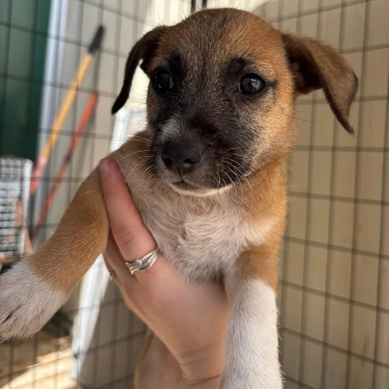 A baby small-sized male Brown / Chocolate Mixed Breed dog named Tucker for adoption in Lake Jackson, TX