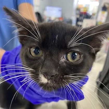 A young small-sized male Domestic Short Hair cat named Merlin for adoption in Beatrice, NE