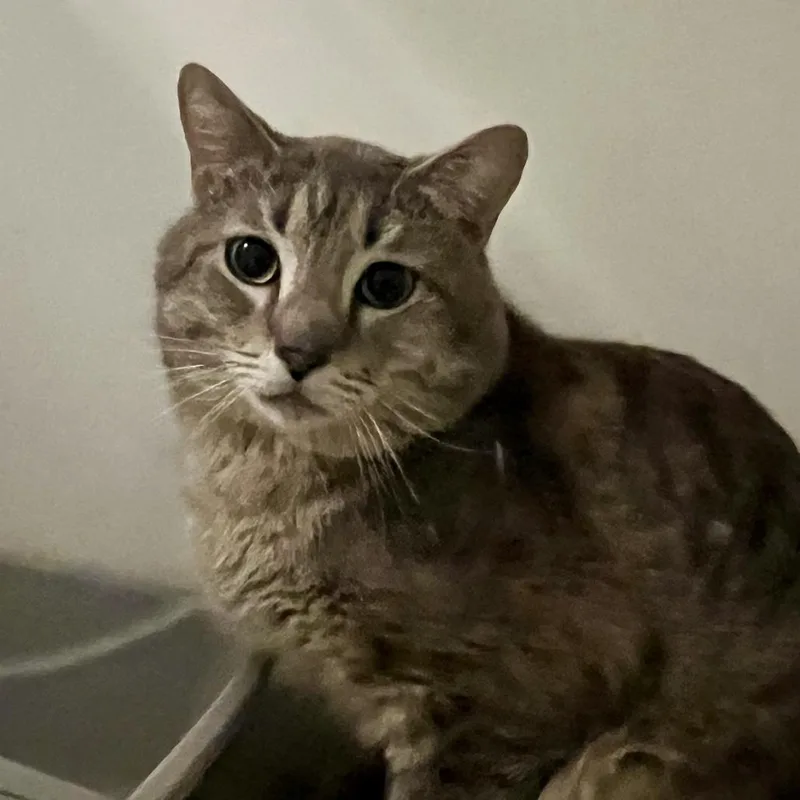 A young large-sized male Brown / Chocolate Domestic Short Hair cat named Working Cat Mordabito for adoption in Tacoma, WA