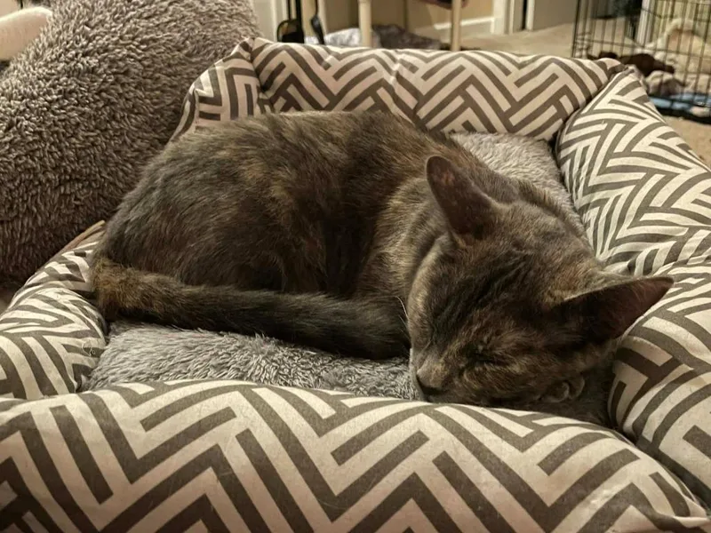 A young small-sized female Domestic Short Hair cat named Pebbles for adoption in Ballwin, MO