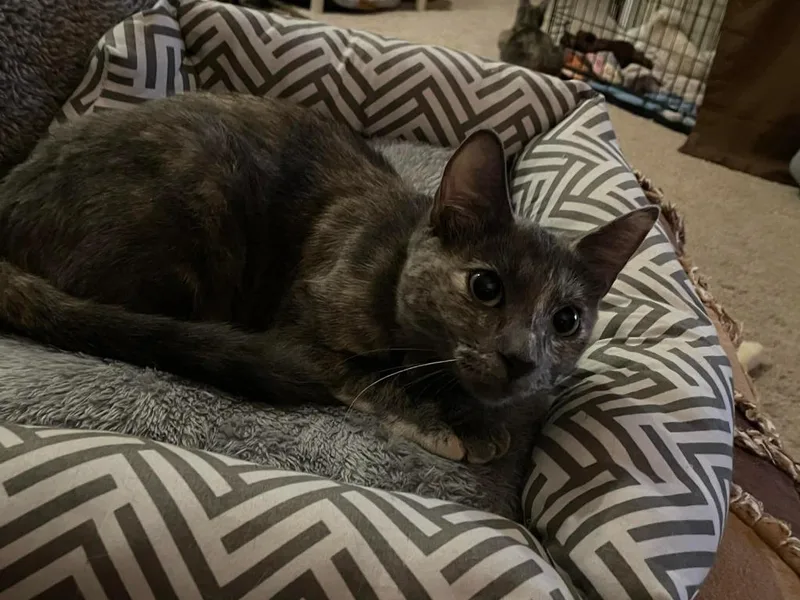 Pebbles thumbnail 2