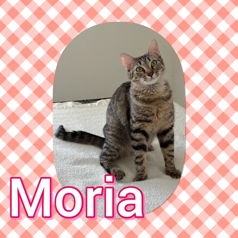 A young small-sized female Domestic Short Hair cat named Moria for adoption in Tucson, AZ