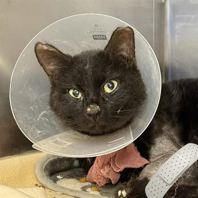 An adult medium-sized male Domestic Short Hair cat named Pergolia for adoption in Las Vegas, NV