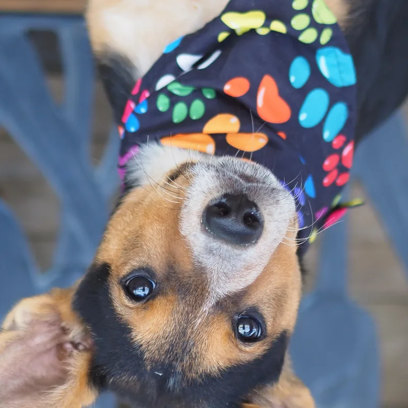 A young medium-sized male Shepherd dog named Lucky for adoption in Buena Vista, CO