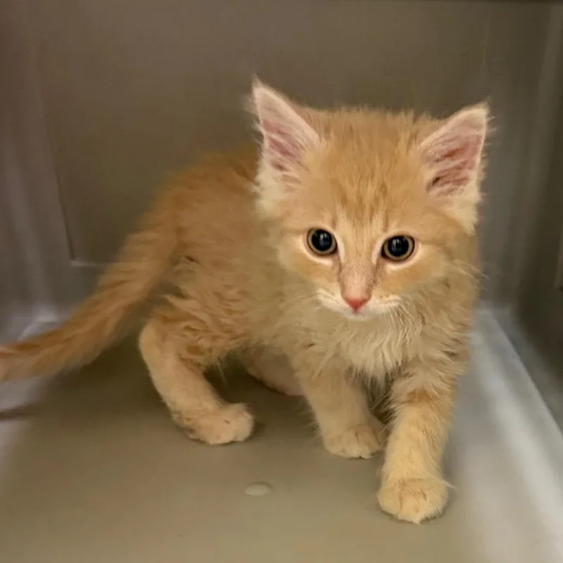 A baby small-sized male Orange / Red Domestic Long Hair cat named Hocus Pocus for adoption in Charlottesville, VA