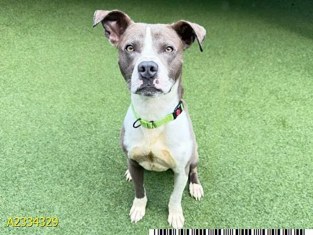 A young large-sized male Mixed Breed dog named Brando for adoption in West Palm Beach, FL