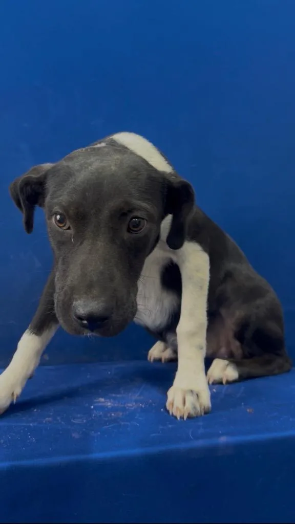 A baby small-sized female Mixed Breed dog named Robby for adoption in Ruston, LA