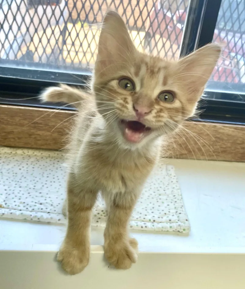 A young medium-sized male Orange / Red Domestic Long Hair cat named Luigi for adoption in Fargo, ND