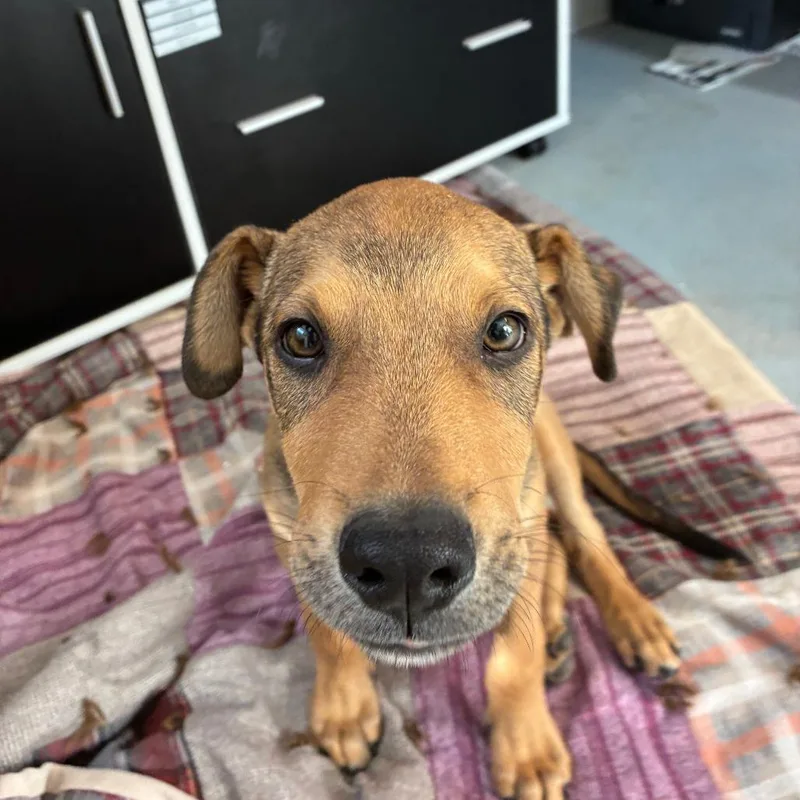 A young medium-sized male Shepherd dog named Chicken Nugget for adoption in Torrey, UT