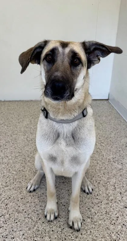 An adult large-sized female German Shepherd Dog dog named Penelope for adoption in Buffalo, MN