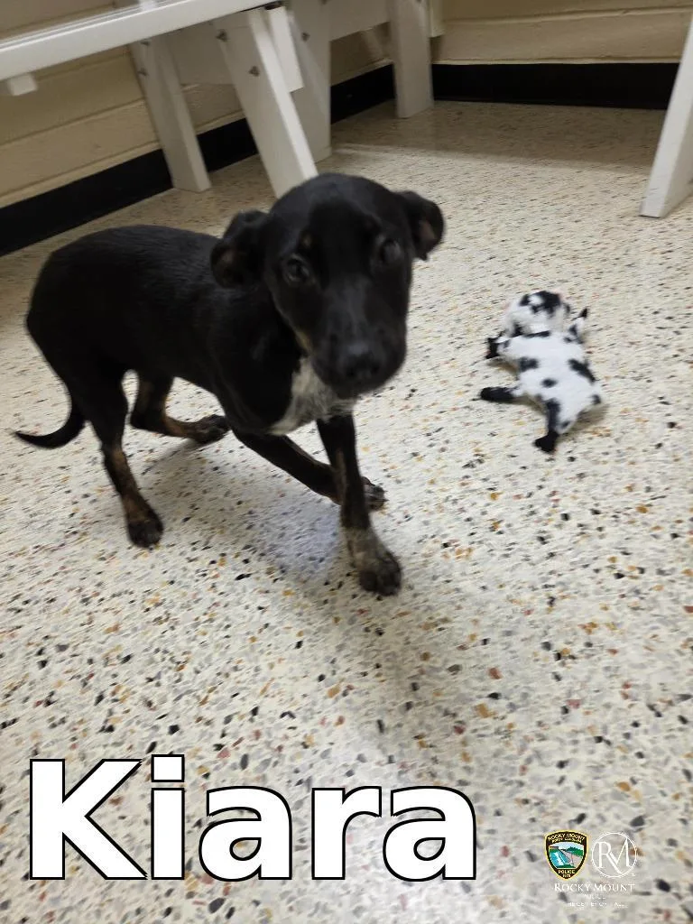 A baby medium-sized female Pit Bull Terrier dog named Kiara for adoption in Rocky Mount, NC