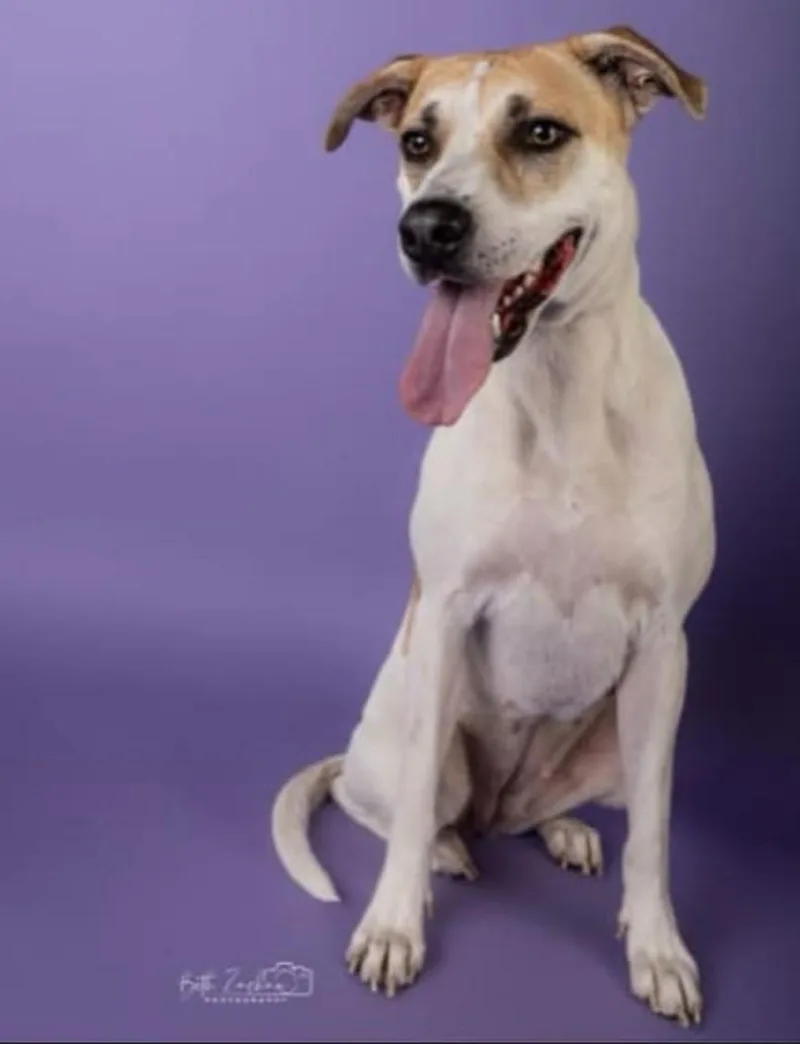 A young medium-sized female Labrador Retriever dog named Shiloh for adoption in Cedar Hill, TX