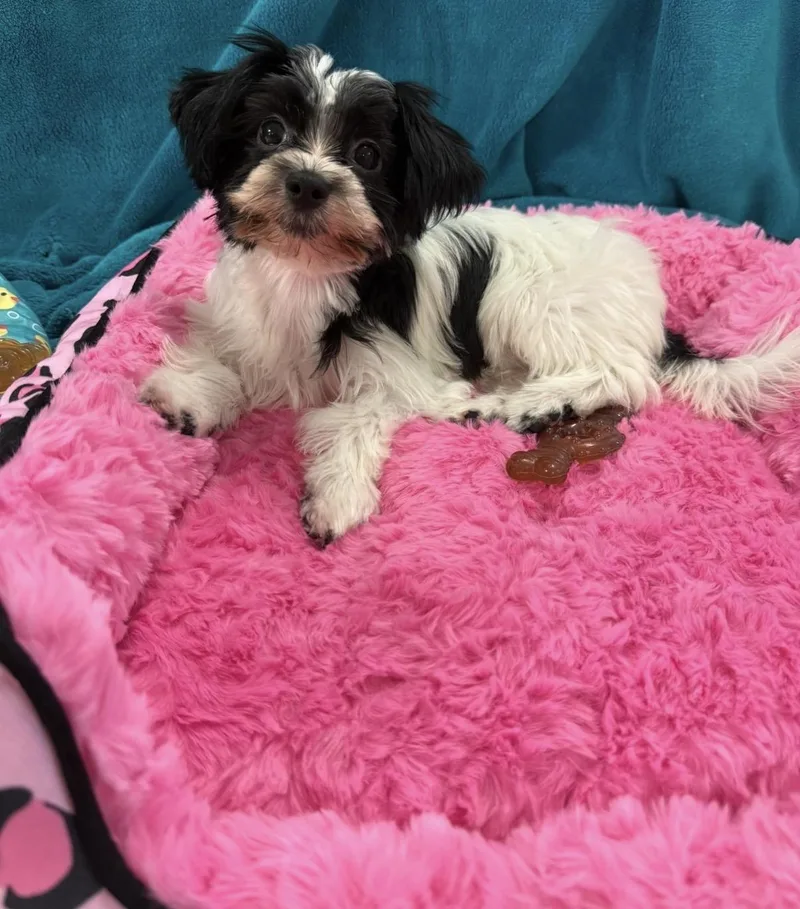 A baby small-sized female Yorkshire Terrier dog named Slide for adoption in Blanch, NC
