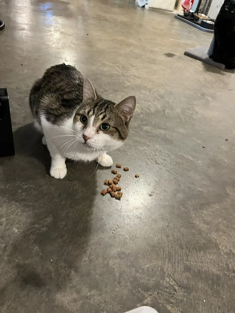 An adult large-sized male Gray & White Domestic Short Hair cat named Willy for adoption in Bolton, CT