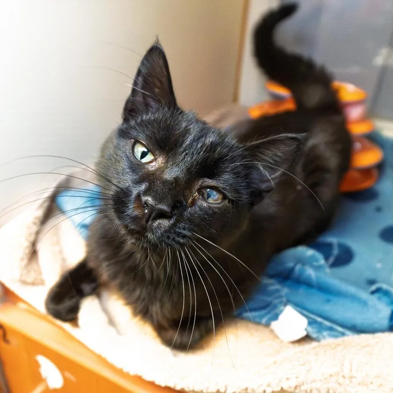 A young small-sized male Black Domestic Short Hair cat named Kronk for adoption in South Elgin, IL