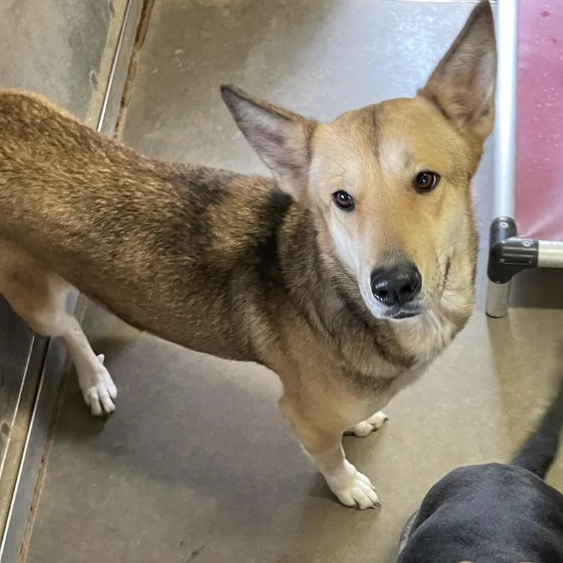 An adult large-sized female Yellow / Tan / Blond / Fawn German Shepherd Dog dog named Rebel for adoption in Sand Springs, OK