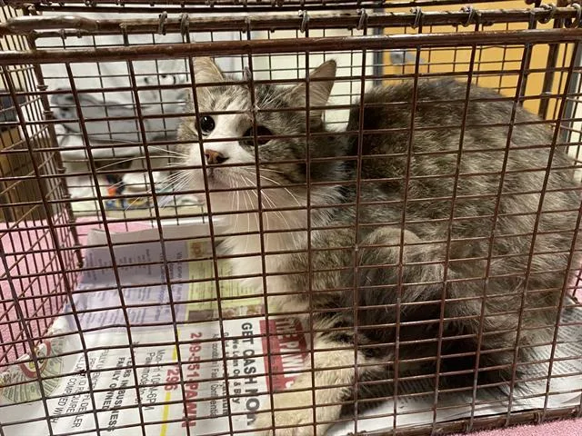 An adult large-sized male Domestic Medium Hair cat named A for adoption in Modesto, CA