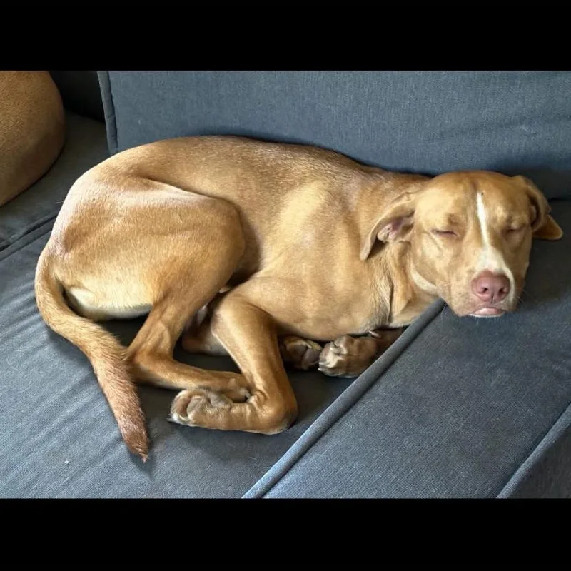A young medium-sized female Vizsla dog named Tawny for adoption in Philadelphia, PA