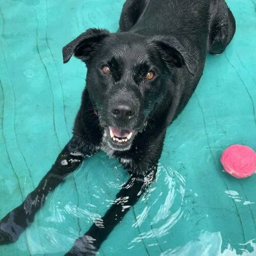 A senior medium-sized male Bicolor Black Labrador Retriever dog named Lucky Havard for adoption in Rockaway, NJ
