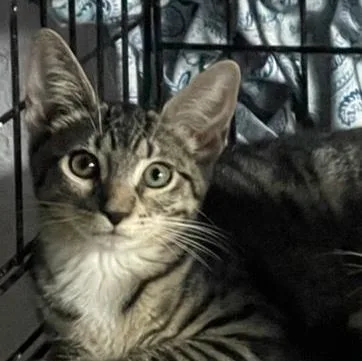An adult medium-sized female Tabby (Gray / Blue / Silver) Tabby cat named Autumn for adoption in Lauderhill, FL