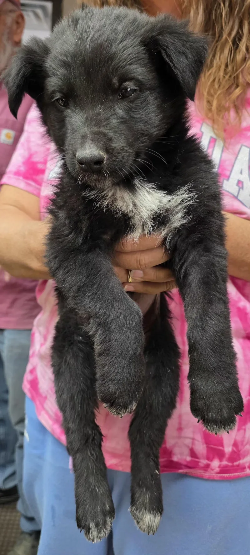 A young small-sized male White / Cream Border Collie dog named 61973563 for adoption in Elko, NV