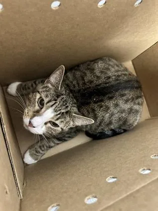 An adult medium-sized female Domestic Short Hair cat named Catness Everdeen for adoption in West Chester, PA