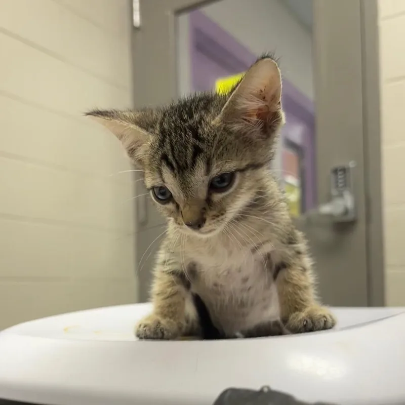 A baby small-sized male Gray / Blue / Silver Domestic Short Hair cat named Friz for adoption in Lufkin, TX